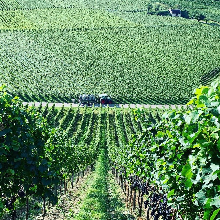 Ferienwohnung Rüdlins-Winzerhof Auggen Exterior foto